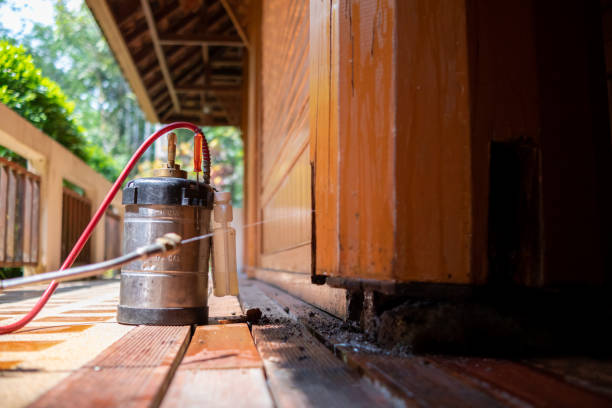 Best Pest Removal Services  in San Benito, TX