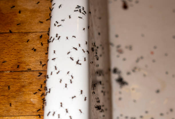 Best Spider Control Near Me  in San Benito, TX