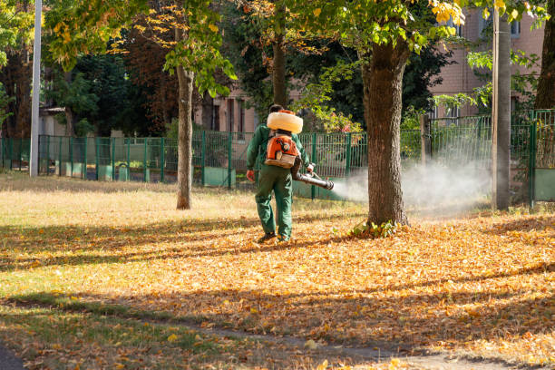 Best Local Pest Control Services  in San Benito, TX