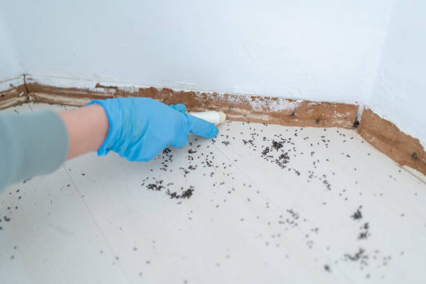 Best Rat Extermination Near Me  in San Benito, TX