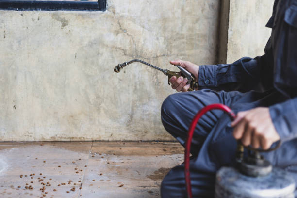 Best Wasp Removal Services  in San Benito, TX